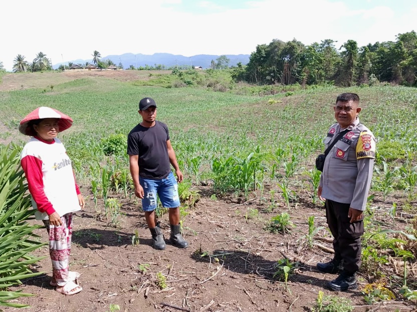 Dari Kebun Untuk Ketahanan Pangan, Bhabinkamtibmas Luwuk Timur Dorong Produktivitas Jagung di Desa Uwedikan